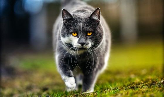 En İyi Satılık Kedi İlanı Siteleri