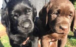 Satılık Labrador Köpek İlanları