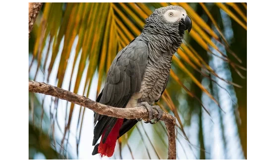 Jako Papağan Ücretsiz Sahiplendirme Sitesi