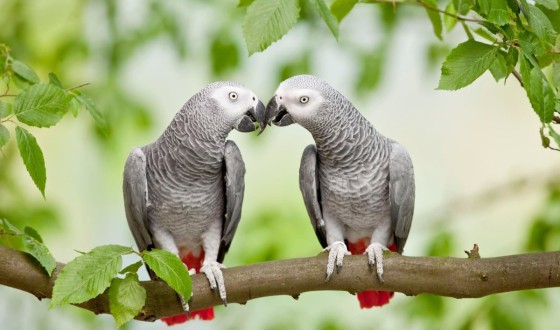 Satılık Jako İlanları Ve Fiyatları