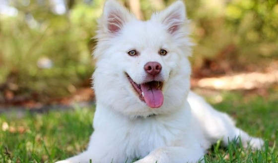 Satılık Köpek İlanları Ve Fiyatları