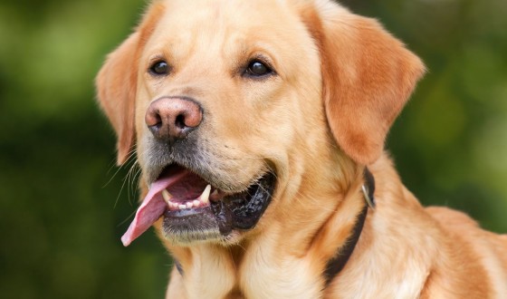 Ücretsiz Köpek Sahiplendirme İlanları