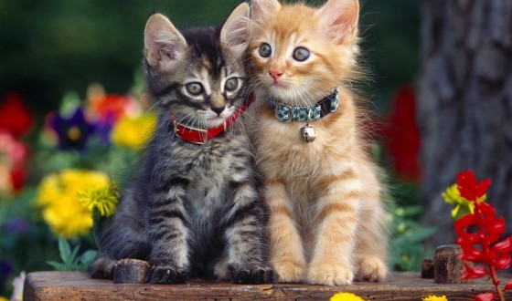 Ücretsiz Kedi Sahiplendirme İlanları