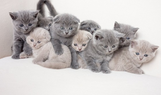 Satılık British Shorthair Fiyatları