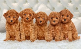 Toy Poodle Fiyat Satılık ve Sahiplendirme İlanları