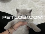 British shorthair dişi yavru 