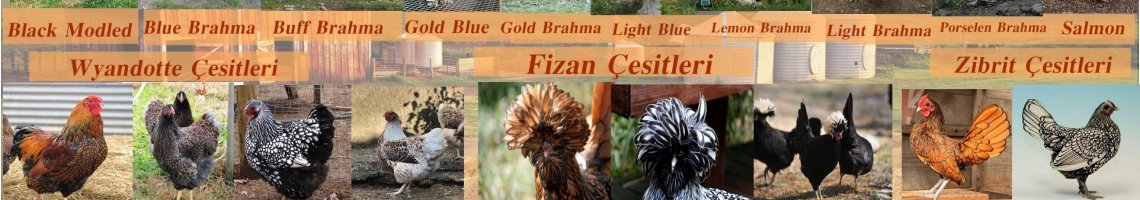 İSTANBUL BRAHMA SÜS TAVUKLARI