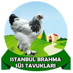 İSTANBUL BRAHMA SÜS TAVUKLARI