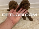 SAFKAN IRK GARANTILI POODLE BEBEKLER