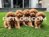 DENİZLİ MERKEZ TESLİME HAZIR POODLE BEBEKLER